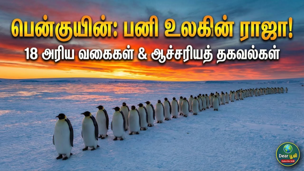 பென்குயின்கள் பற்றி தெரியாத ஆச்சரிய உண்மைகள் | Amazing Penguin Facts in Tamil | Penguin Facts Tamil