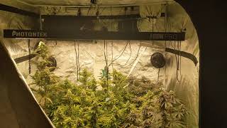 Apple Strudel x Mac by Burning Bush CoCal - Week 8