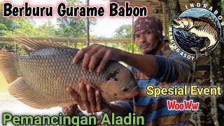 Pemancingan Aladin |BERBURU GURAME BABON | Spesial Event