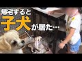 ずっと犬が欲しかった6歳の娘に内緒で子犬をお迎えしたら…まさかの反応だったwww