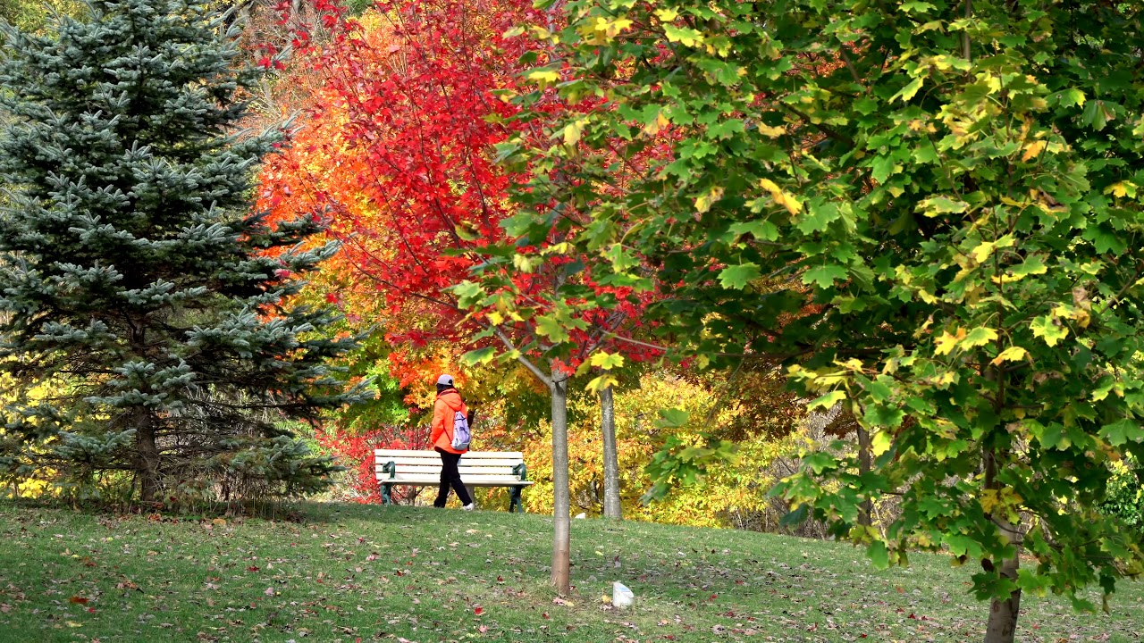 Hiking in Etienne Brulé Park & Watching the Salmon Running Upstream As