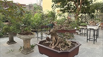 CẮT TÍ ĐÃ, VƯỜN CÂY CUỐI TUẦN