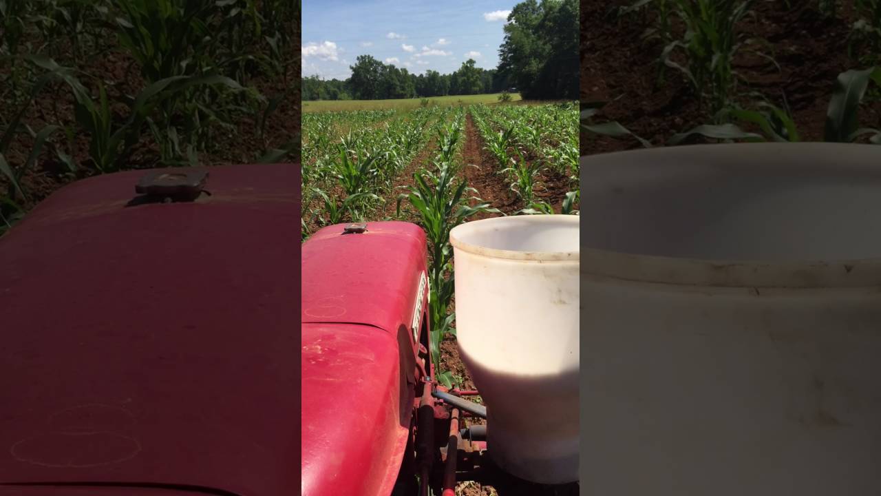 Laying by Hasting Prolific Corn with Farmall 140 YouTube