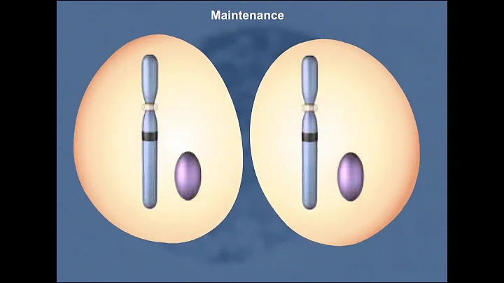 X inactivation HD Animation