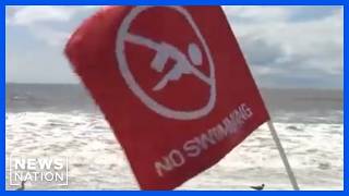 NYPD using drones to track sharks as sightings increase