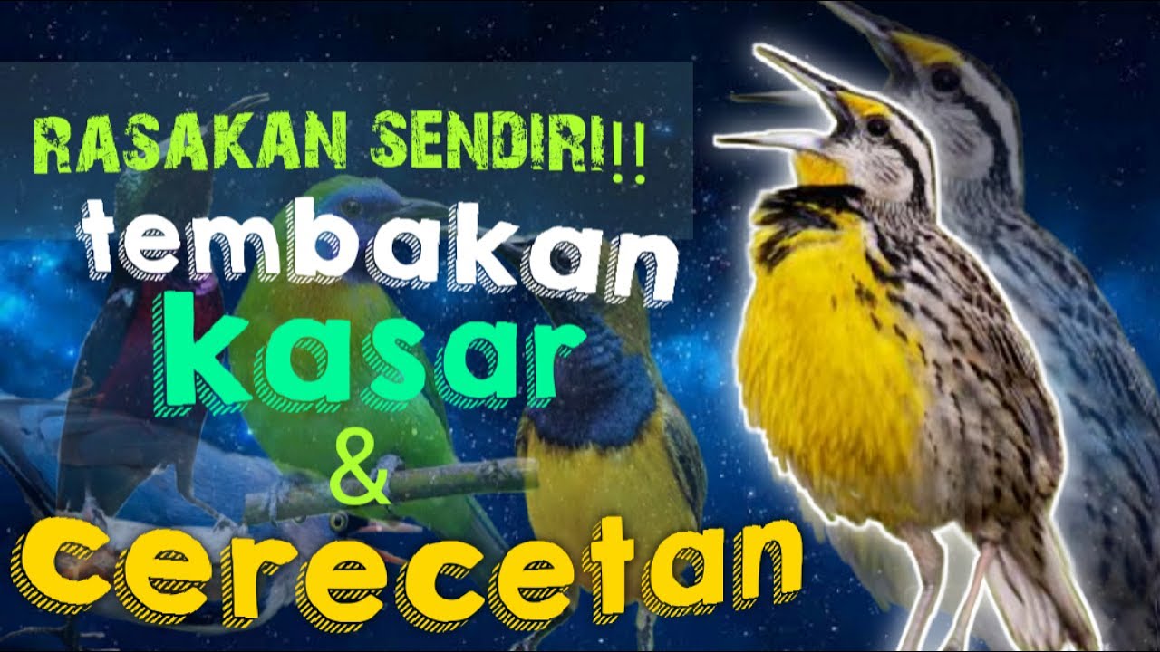TEMBAKAN KASAR \u0026 CERECETAN !!! MASTERAN PALING MANTAP !! DIJAMIN JUARA !!!