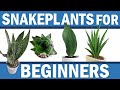 Snakeplant for Beginners - Bird's Nest, Aubrytiana, Parva, Masoniana, Trifasciata Zeylanica