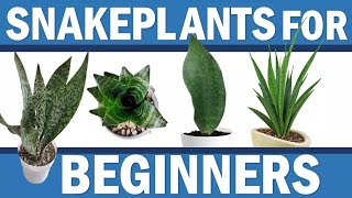 Snakeplant for Beginners - Bird&#39;s Nest, Aubrytiana, Parva, Masoniana, Trifasciata Zeylanica