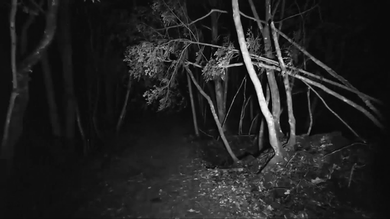 Night Lovell - LETHAL PRESENCE // Flowermouth. flip