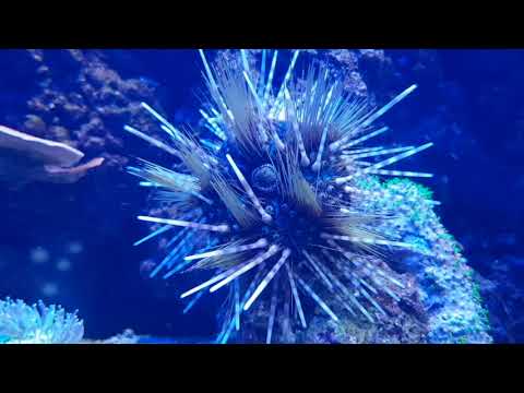 sea urchin uni TheDeepHull