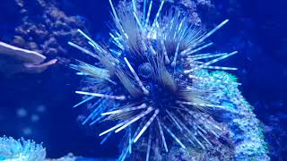 Sea Urchin | TheDeepHull