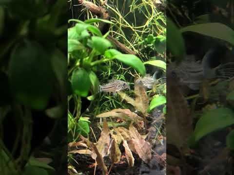 Corydoras trilineatus “Reticulated Julii Cory"at Tropical Basement 🤗