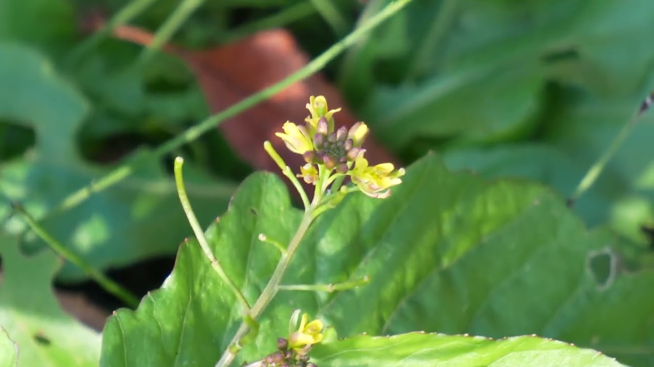 やっと秋！ ③イヌガラシ！ Rorippa indica.