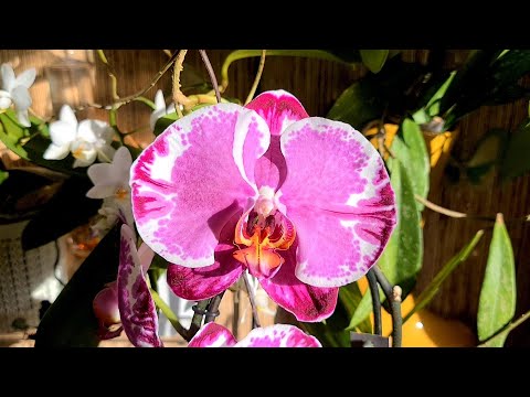 Video: Sådan Gemmes Phalaenopsis