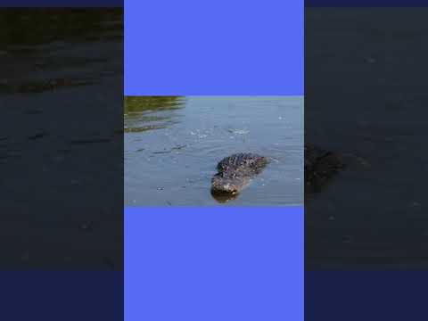 Two Crocodiles Having Sex Mating Of Crocodiles Shorts 