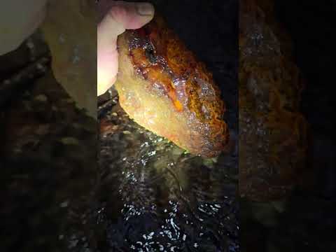 Vogels beter beschermd dankzij slimme innovatie