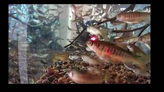 Coho Salmon Hatching Live Stream