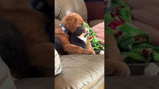 Puppy Gnaws On Cats Head While Sitting On Couch