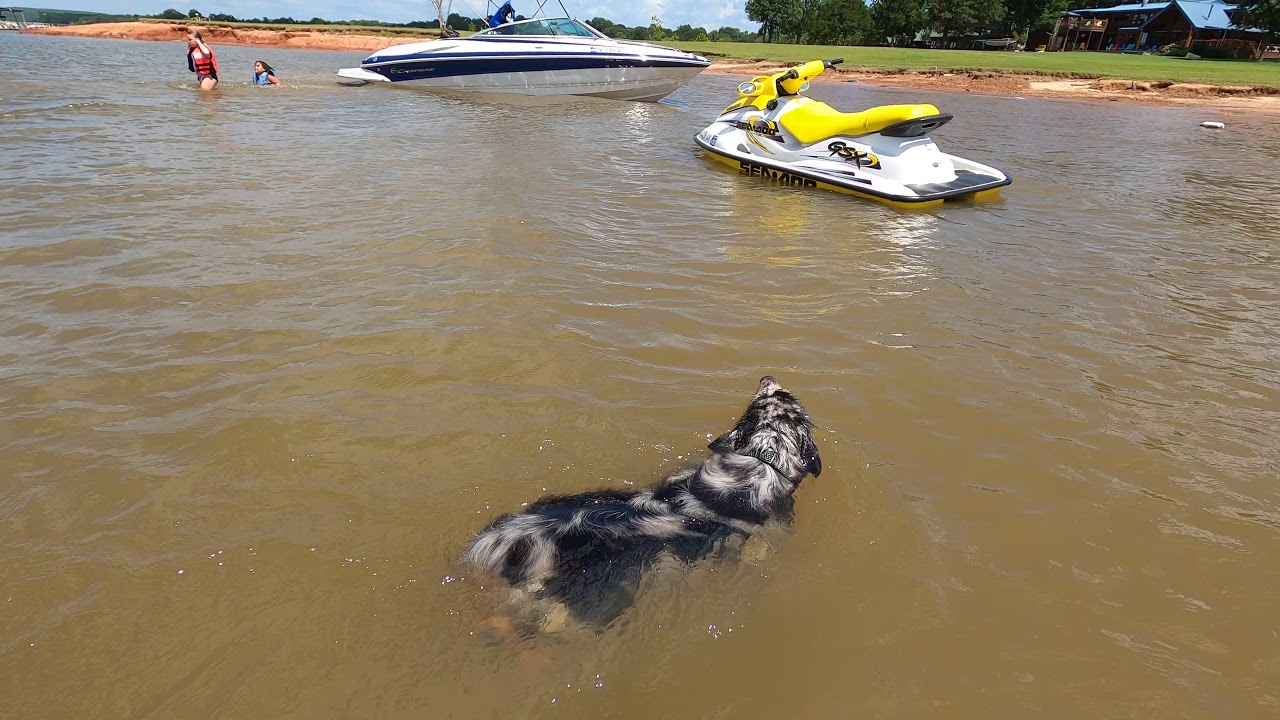 Torby swimming, Lake Eufaula, July 2020 YouTube