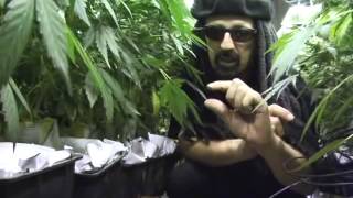 Jorge Cervantes Ultimate Grow 2 LEGENDADO