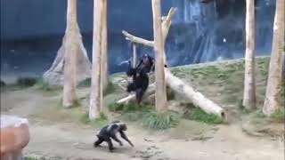 Random chimp event