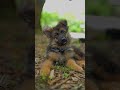 Ivlo Cute-a Oru Puppy-a?! 😍 Day 27: German Shepherd Love | Karuppu Channel