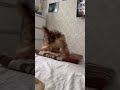 Обычное утро ЖОРИКА Вартанова , самый красивый мальчик #шоколадныййорк #chokomerle #yorkshire