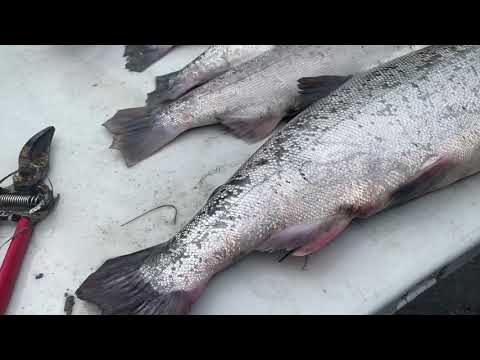 Video: How To Distinguish Pink Salmon With Caviar