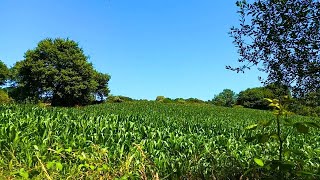 🇪🇸 🌳 Tordoia ⇒ Ordes (Vía Verde) (Tráiler) #Senderismo #Galicia #España
