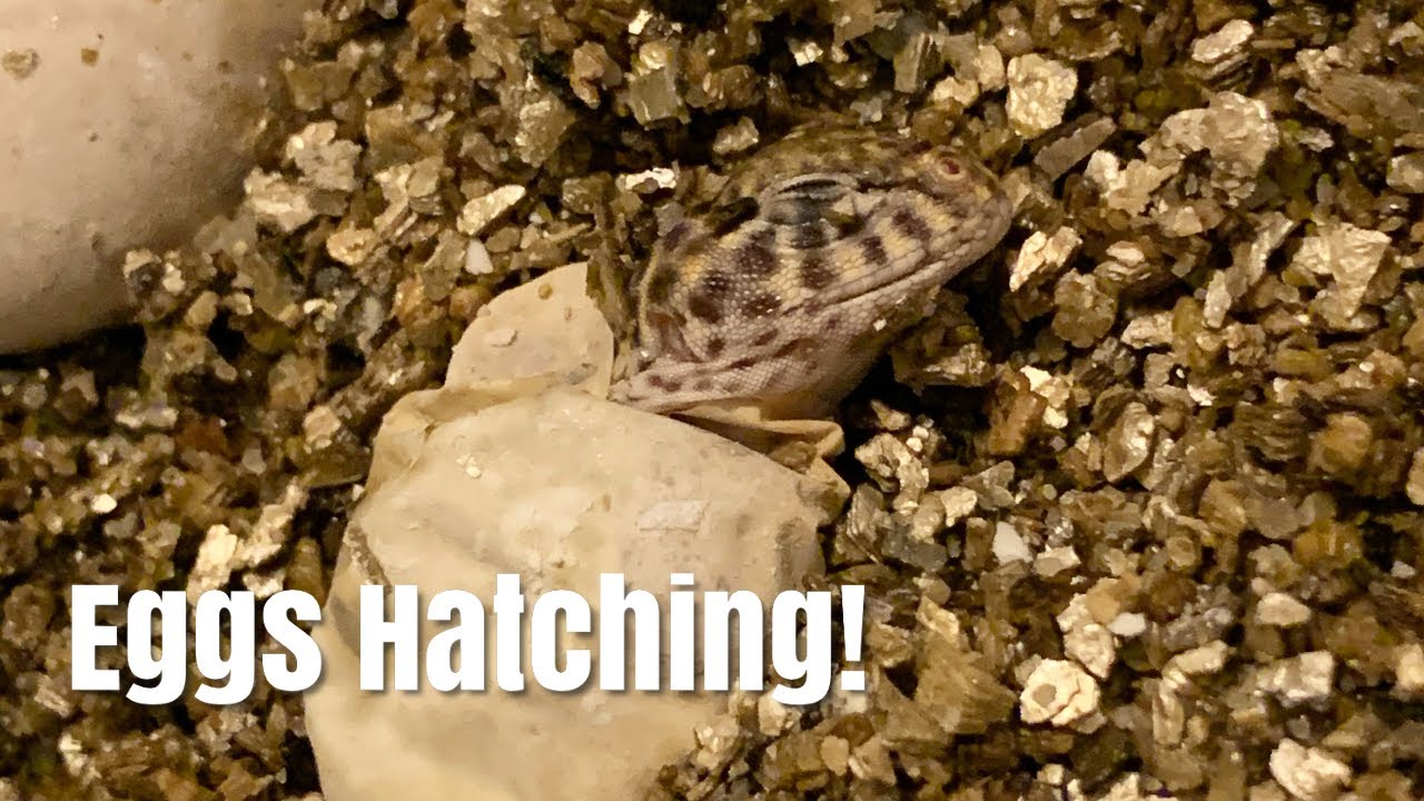 8 COLLARED LIZARD EGGS HATCHED! YouTube