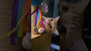 Sunday Playtime. #hobbesadventures #cat #orangecat