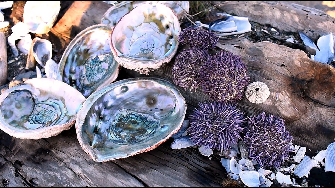 how-we-found-26-abalone-shells-on-one-beach-youtube