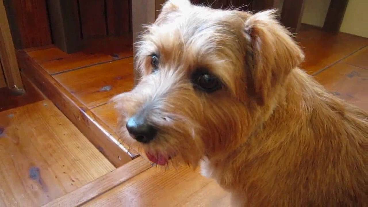 キラキラ輝く瞳が可愛い ノーフォークテリアのアルファちゃん Youtube