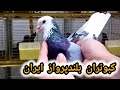 نمایش کبوتر های بلند پرواز ایرانی نمایش کبوتر های بلند پرواز ایرانی