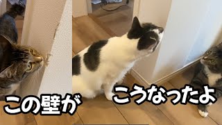 猫にかじられた壁をDIYしてみた by うみとそら 189 views 10 months ago 9 minutes, 34 seconds