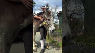THE OLDEST PREGNANT DONKEY IN THE WORLD???