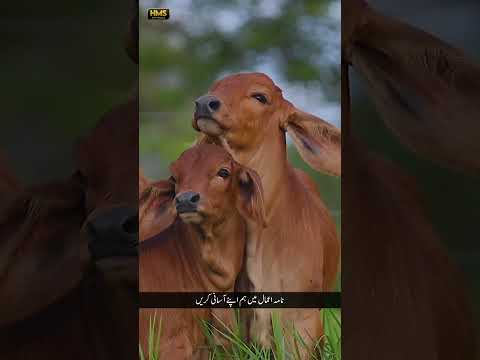 HAJJ ka MAHINA|| SUPER HIT KALAM 2026|| HAFIZ MISBAH SHOUQ||