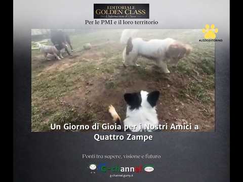 Video Un Giorno di Gioia per i Nostri Amici a Quattro Zampe