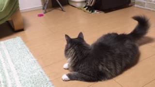 ウニャウニャ言いながら追いかける猫 ノルウェージャンフォレストキャットcat who chases while singing out loud.Norwegian Forest Cat.