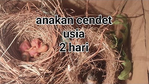 cara merawat anak burung cendet yg baru menetas,👍