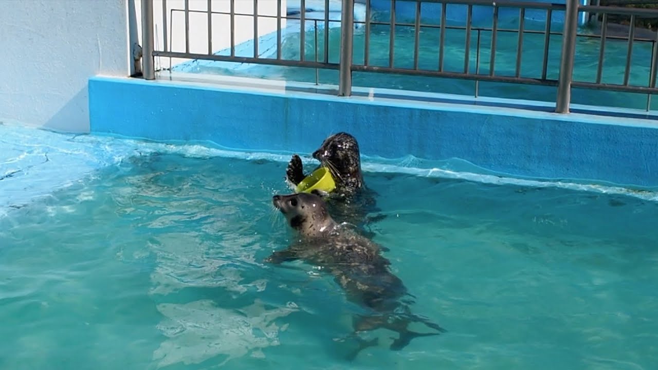 ゼニガタアザラシのさつきちゃんとケロリン桶