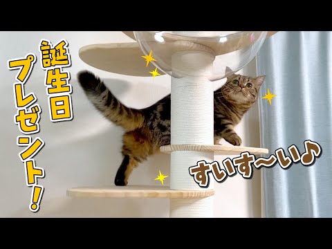 短足の猫にもおすすめ！メルのお城が建ちました！！【誕プレ】