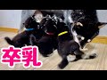 【柴犬 子犬】ついに母乳を卒業した子犬たち