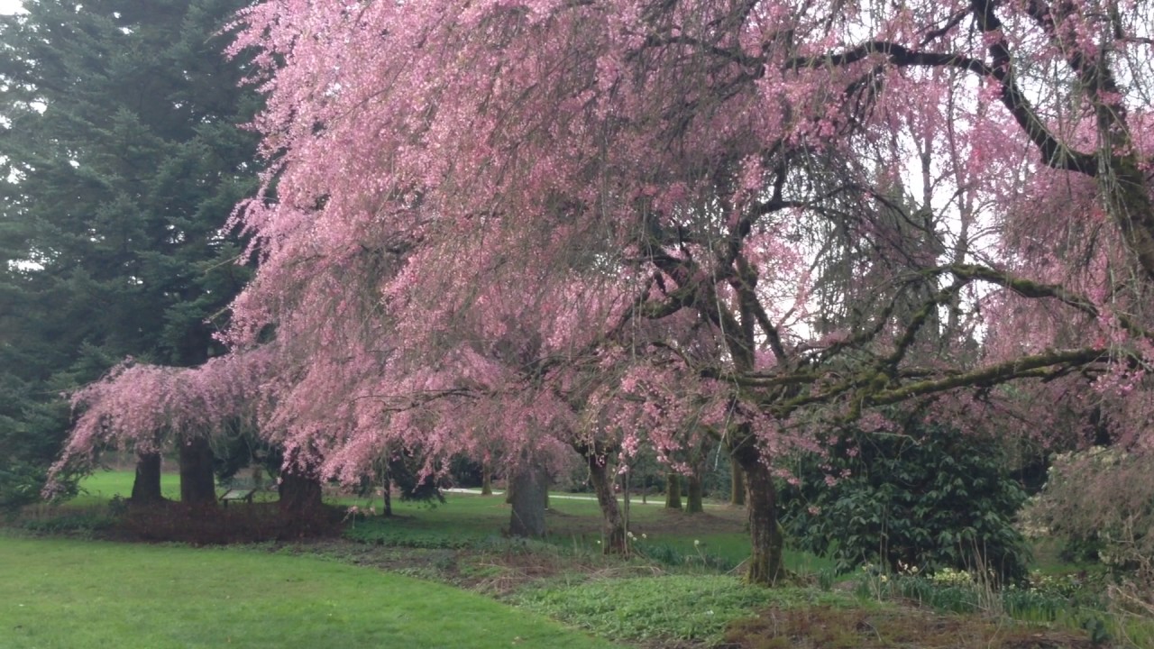 Real Moments Cherry Blossoms at Van Dusen Botanical Garden YouTube