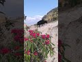 वन जंगल लालीगुराँस फुल #लालीगुराँसफुल #youtubeshorts #nature #travel #keepsupporting