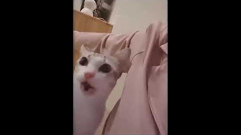 Try Not To Laugh or Grin While Watching Funny Animals Compilation #7