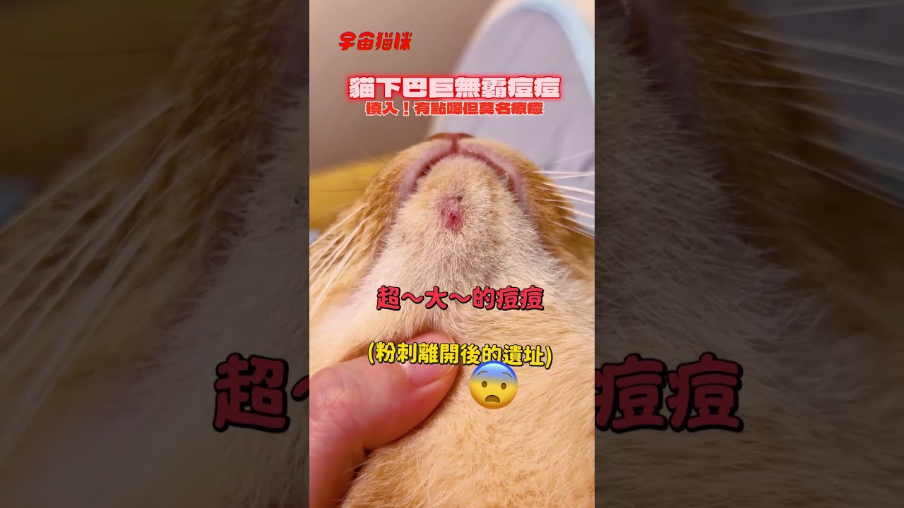 慎入!貓咪的巨型粉刺掉落 #黑頭 #痘痘 #魯比 縮圖