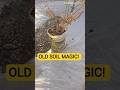 "Old Soil Magic! 🪄 Don't Throw Your Old Garden Soil ❌" #shorts #youtubeshorts #shortvideo #garden