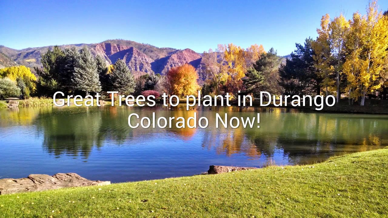 Best Trees to Plant Durango Landscaping by Gardenhart Landscape