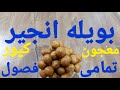 آموزش ساخت بویله انجیر برای صید ماهی کپور مراحل آخر ویدیو مهم میباشدلطفا دقت کنین Carp Fish Bait